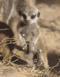 baby meerkat