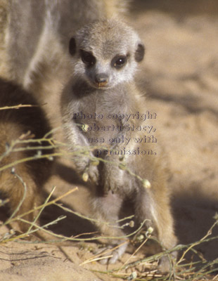 meerkat baby (kit, pup)