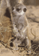 baby meerkat