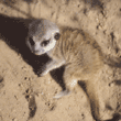 meerkat baby