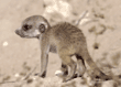 baby meerkat