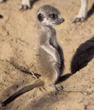 meerkat kit