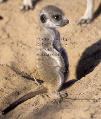 standing meerkat kit
