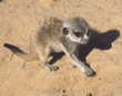 meerkat pup