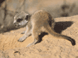 meerkat baby