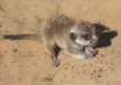 baby meerkat