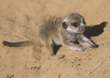baby meerkat