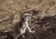 meerkat kit
