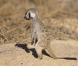 meerkat kit