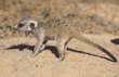 meerkat baby