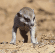 baby meerkat