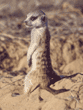 baby meerkat
