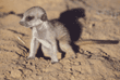 baby meerkat