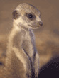 meerkat kit