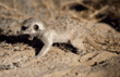 meerkat baby