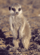 meerkat baby