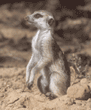 slender-tailed meerkat
