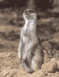 slender-tailed meerkat