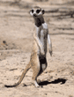 slender-tailed meerkat