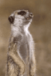 slender-tailed meerkat