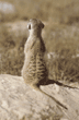 slender-tailed meerkat