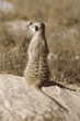 slender-tailed meerkat