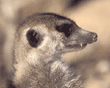 slender-tailed meerkat