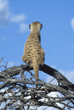 slender-tailed meerkat