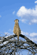 slender-tailed meerkat