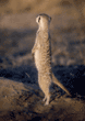 slender-tailed meerkat