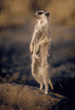 slender-tailed meerkat