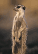 slender-tailed meerkat