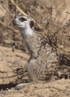 slender-tailed meerkat