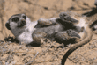 slender-tailed meerkat