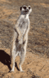 slender-tailed meerkat