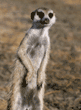 slender-tailed meerkat