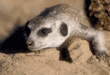 slender-tailed meerkat
