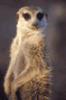 slender-tailed meerkat
