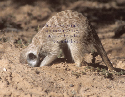 adult meerkat digging