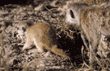 meerkat baby eating
