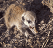 baby meerkat eating