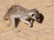 digging meerkat