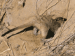 baby meerkat digging