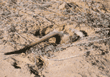 foraging meerkat