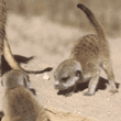 meerkat babies