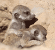 meerkat kit