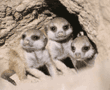 meerkat babies