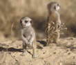 baby meerkats