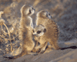 baby meerkats