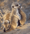 baby meerkats